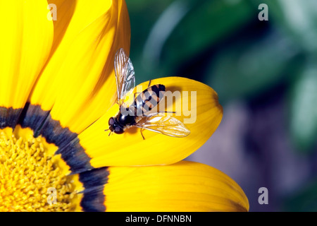 Nahaufnahme des australischen gemeinsame schweben / Blume fliegen, sammeln von Pollen von Daisy - Melangyna Viridiceps - Familie Syrphidae Stockfoto