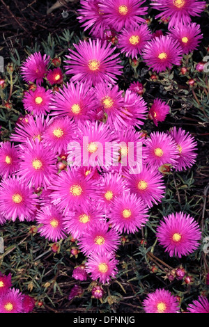 Lampranthus rosa / Trailing Ice Werk / Vygie-Lampranthus-Familie Aizoaceae Stockfoto