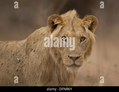 Junge männliche Löwe (Panthera Leo) starrte auf die Kamera Stockfoto