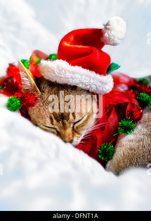 Weihnachtskatze schläft trägt Weihnachtsmütze auf weißen Schneedecke Stockfoto