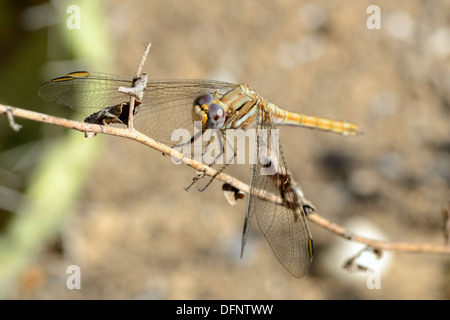 Nahaufnahme der Libelle ruht auf einem Zweig. Stockfoto