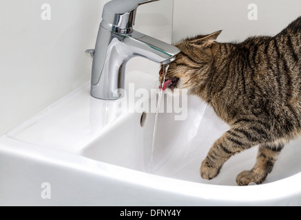 Europäische Katze trinkt Wasser aus dem Wasserhahn. Stockfoto
