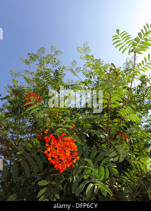 Im Herbst rote Vogelbeeren auf einem Baum. Vogelbeere Ebereschenbeere im Herbst in natürlicher Umgebung auf blauen Himmelshintergrund. Sorbus Aucuparia. Stockfoto