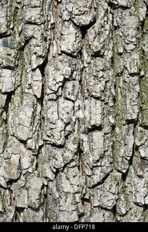 Feldahorn, Acer campestre Stockfoto