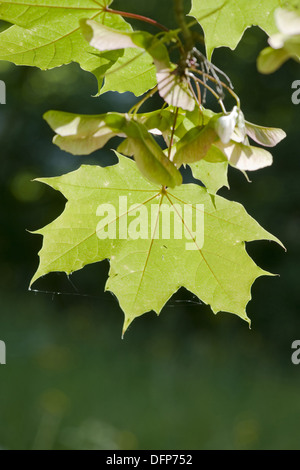 norway maple, acer platanoides Stockfoto