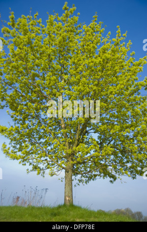 Spitzahorn, Acer platanoides Stockfoto