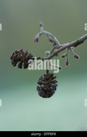 Schwarz-Erle, Alnus glutinosa Stockfoto