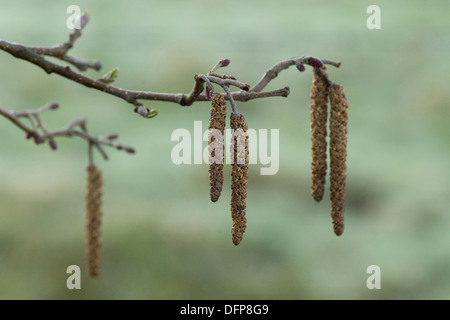 Schwarz-Erle, Alnus glutinosa Stockfoto