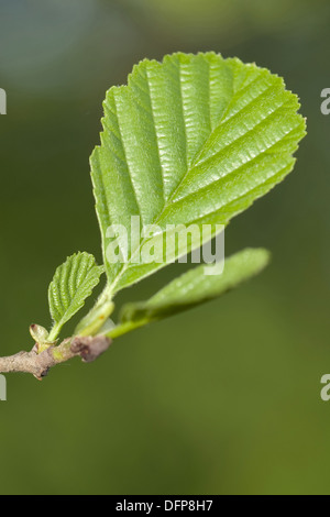 Schwarz-Erle, Alnus glutinosa Stockfoto