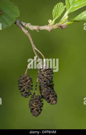 Schwarz-Erle, Alnus glutinosa Stockfoto