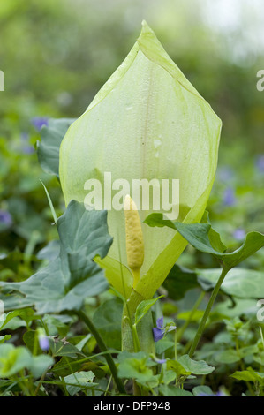 italienische Herren und Damen, Arum unsere Stockfoto