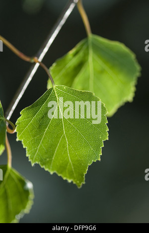 Birke, Betula Pendel Stockfoto