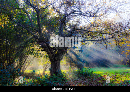 Einstellung der Sonne durch die Äste eines Baumes im Garten Stockfoto