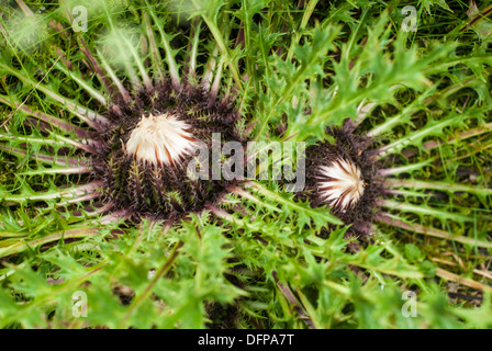 Carlina Acaulis (stammlose Carline Thistle, Zwerg Carline Thistle, Silberdistel), Böhmerwald MTS., Tschechische Republik Stockfoto