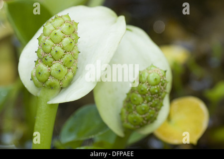 Wasser Arum, Calla palustris Stockfoto