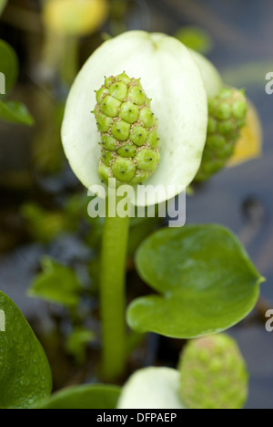 Wasser Arum, Calla palustris Stockfoto