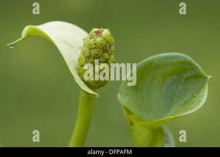 Wasser Arum, Calla palustris Stockfoto