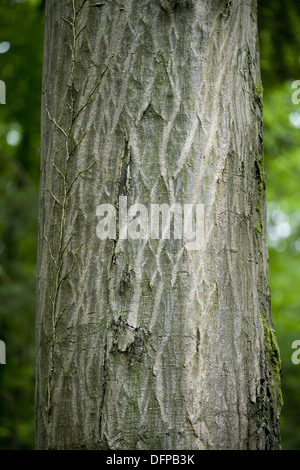 gemeinsamen Hainbuche, Carpinus betulus Stockfoto