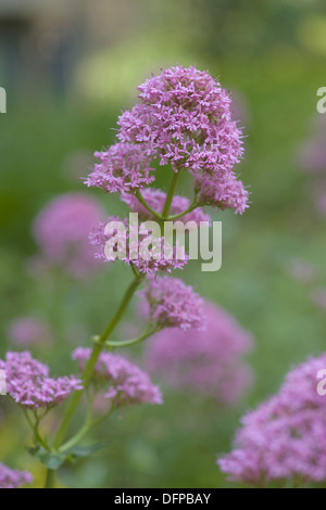 roter Baldrian, Centranthus ruber Stockfoto