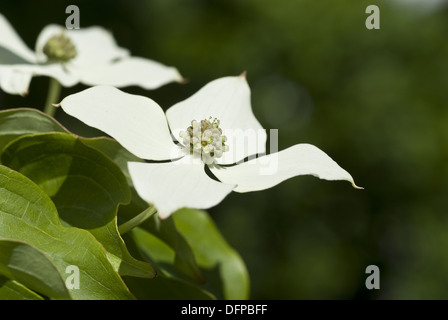 Kousa Hartriegel, Cornus kousa Stockfoto