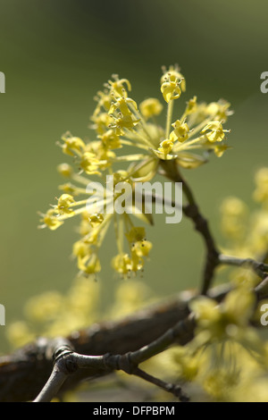 Cornelian Cherry, Cornus mas Stockfoto