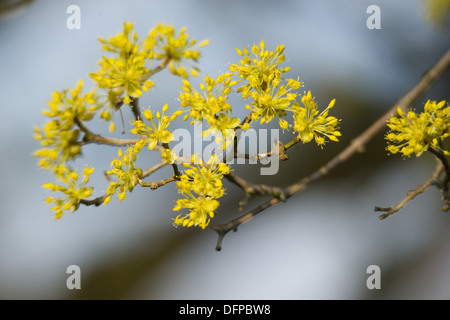 Cornelian Cherry, Cornus mas Stockfoto