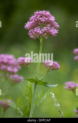 roter Baldrian, Centranthus ruber Stockfoto