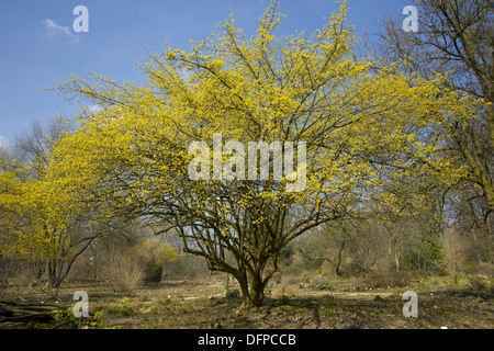 Cornelian Cherry, Cornus mas Stockfoto