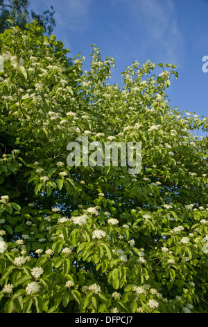 gemeinsamen Hartriegel, Cornus sanguineaund Stockfoto