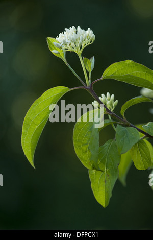 gemeinsamen Hartriegel, Cornus sanguineaund Stockfoto