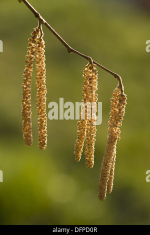 Gemeinsame Hasel, Corylus avellana Stockfoto