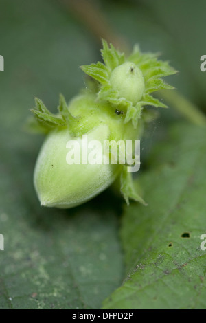 Gemeinsame Hasel, Corylus avellana Stockfoto