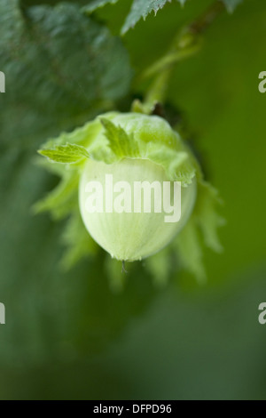 Gemeinsame Hasel, Corylus avellana Stockfoto