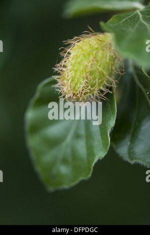 Europäische Buche, Fagus sylvatica Stockfoto