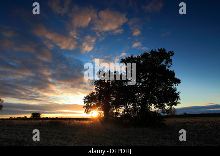 Sonnenaufgang über Eiche (Quercus Robur), Herbst-Farben, Fenland Fläche von Cambridgeshire, England, Großbritannien, UK, Stockfoto