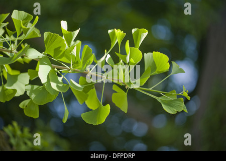 Ginkgo, Ginkgo biloba Stockfoto