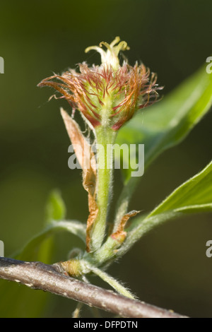 Europäische Buche, Fagus sylvatica Stockfoto
