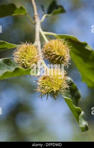 Europäische Buche, Fagus sylvatica Stockfoto