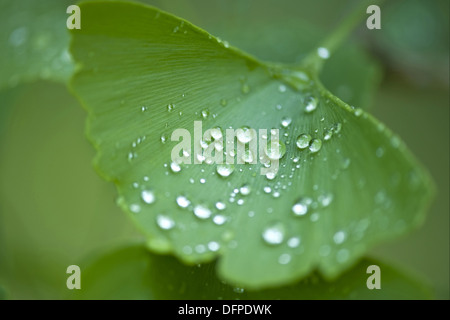 Ginkgo, Ginkgo biloba Stockfoto