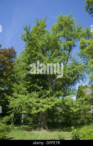 Ginkgo, Ginkgo biloba Stockfoto