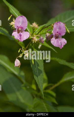 Indisches Springkraut, Impatiens glandulifera Stockfoto