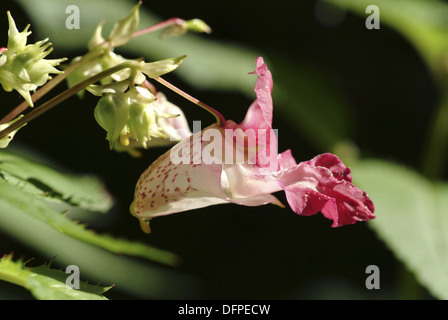Indisches Springkraut, Impatiens glandulifera Stockfoto
