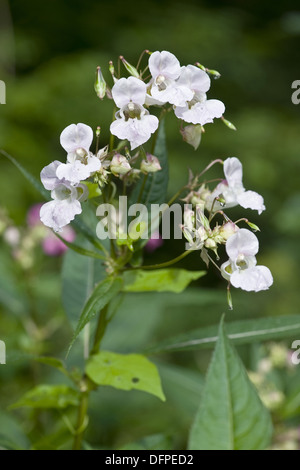 Indisches Springkraut, Impatiens glandulifera Stockfoto