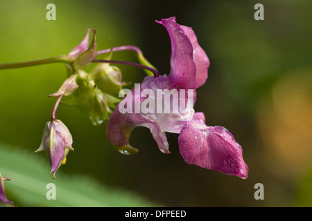 Indisches Springkraut, Impatiens glandulifera Stockfoto