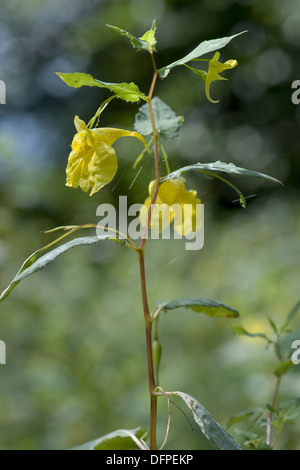 Frühling-Springkraut, Impatiens Noli-tangere Stockfoto