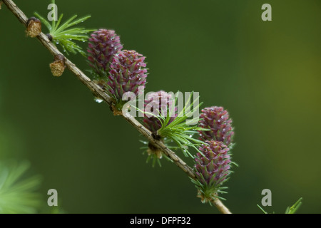 Europäische Lärche, Larix decidua Stockfoto