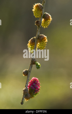 Europäische Lärche, Larix decidua Stockfoto