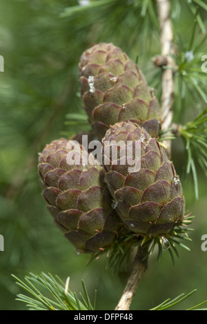 Europäische Lärche, Larix decidua Stockfoto