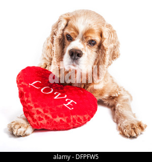 Cocker Spaniel kuschelte sich in Liebe Kissen. Stockfoto