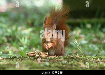 Europäische Eichhörnchen mit Nuss geknackt Stockfoto